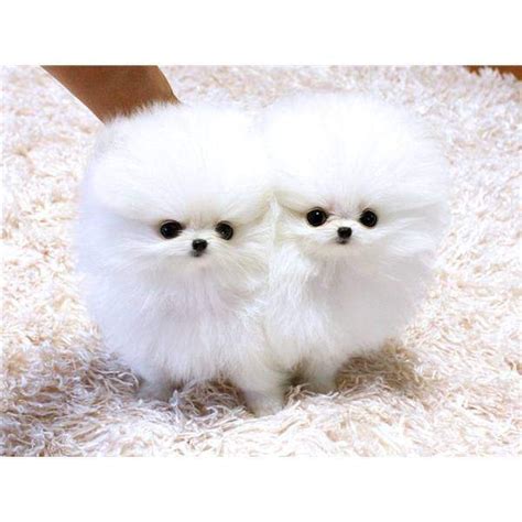 This is our latest, most optimized version. teacup pomeranian puppies for adoption. - Pets - Free ...