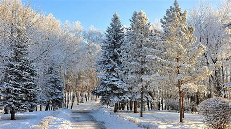 Hd Wallpaper Winter Snow Trees Frost Dappled Sunlight Cold