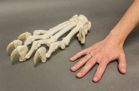 Skeleton Of A Cats Paw Cat Meme Stock Pictures And Photos