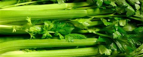 How many calories you burn depends on your body weight. Does Celery Burn Calories ~ Solution For You About Weight ...