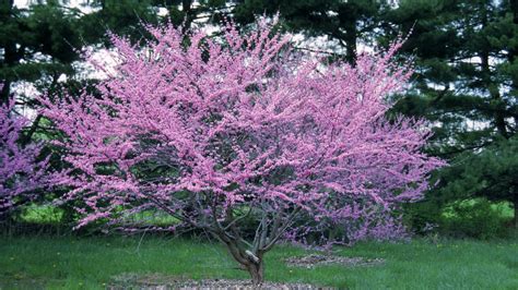 Some of the flowering crabapple trees will produce small fruits that wildlife animals love, and the tree is an excellent pollinator for all apple trees. Flowering Southern Trees You Need to Plant Now - Southern ...