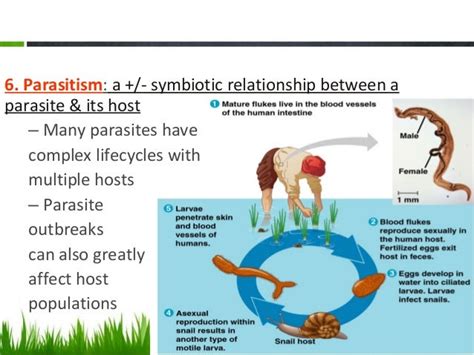 Evolutionary Biology Relationship Between Ecology And Evolutionary Biology