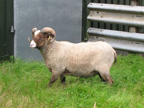 Two Shearling Tups And Ewe Lambs For Sale Shetland Sheep Society