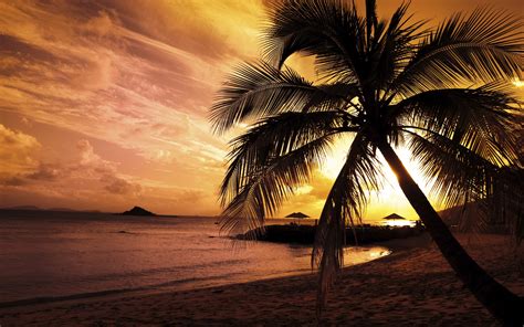 Landscape Sunset Beach Palm Trees Nature Wallpapers Hd