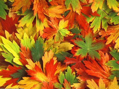 Beautiful Autumn Season Wallpapers All Hd Wallpapers