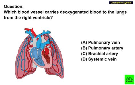 Which blood vessel carries deoxygenated blood to the lungs from the right ventricle?