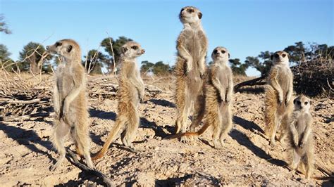 Bbc One Planet Earth Live Specials A Meerkats Tale On The War Path