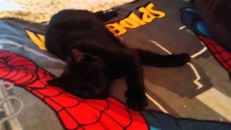 Flash Of My Day 29 30 Sleepy Cattie Black Kitte YouTube