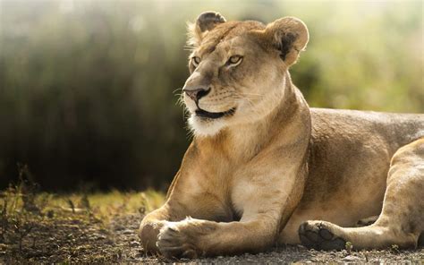 African Lioness Hd Wallpapers Hd Wallpapers Id 22711