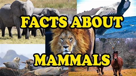 Amazing Facts About Mammals Science With Kids Youtube