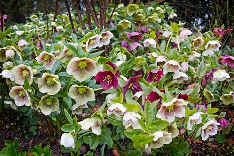 The Best Hellebores To Grow In Your Garden Weekend The Times