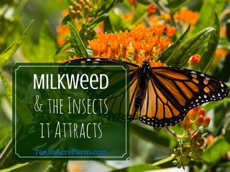 And are please note that many of the flowers mentioned may also attract hummingbirds, bees, and moths. Fascinating Facts about Milkweed and the Insects it ...