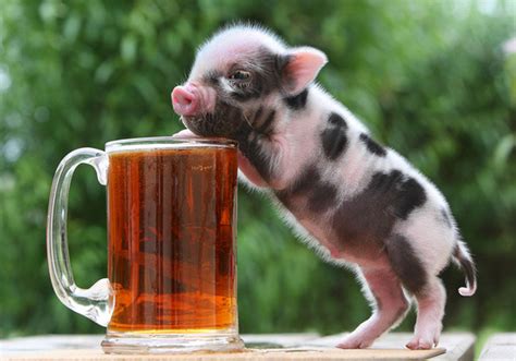 10 Adorable Teacup Piglets Slapped Ham