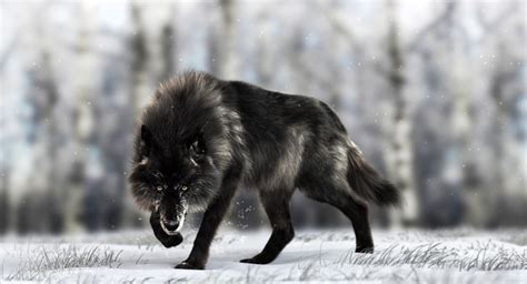 Artstation Black Timber Wolf Massimo Righi Timber Wolf Timber Wolf