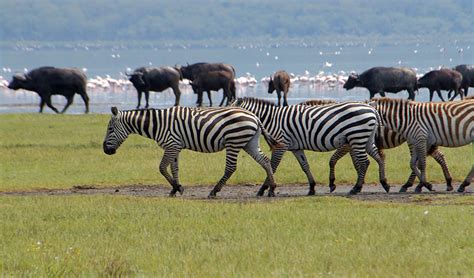 4 Days Masai Mara Lake Nakuru Camping Safaris Baboon Budget Safaris