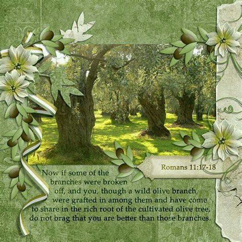 Pin By Patricia Allen On Bible Verses Grafting Olive Tree Wild Olive