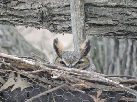 Great Horned Owlets In The Preserve Friends Of The Lakeshore Nature
