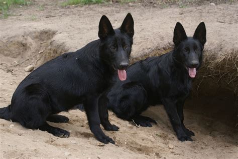 A we have continuous service after the sale of our dogs. Solid Black German Shepherd Puppies for sale http ...