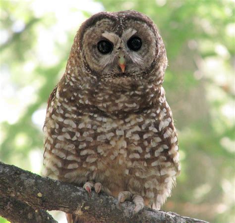 Spotted Owls Benefit from Forest Fire Mosaic | All About Birds All ...