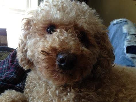 Collection by teacup dogs daily • last updated 12 weeks ago. CockerSpaniel/Poodle Mix... We Love our lil' Remy ...