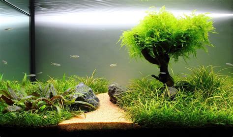 Best Lighting For Freshwater Aquarium Plants The Aquarium Club