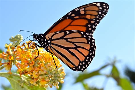 🔥 probably the most recognized butterflies of north america are the monarch butterflies their