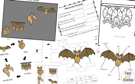 Bat Life Cycle Facts For Kids Fun With Mama