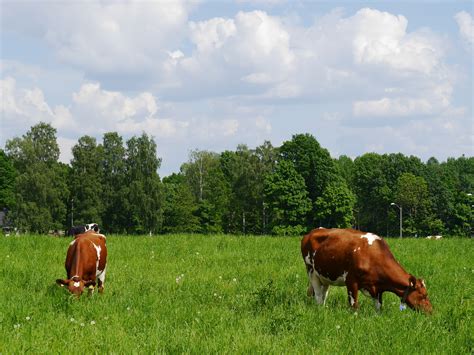 Banco De Imagens Grama Campo Fazenda Prado Pradaria Verão