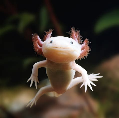 Axolotl Weird Looking Creatures