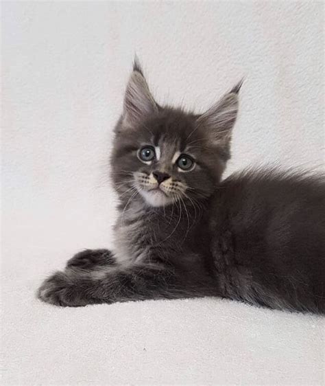 The maine coon is the largest domesticated cat breed. Maine Coon Cats For Sale | North Miami Beach, FL #279624