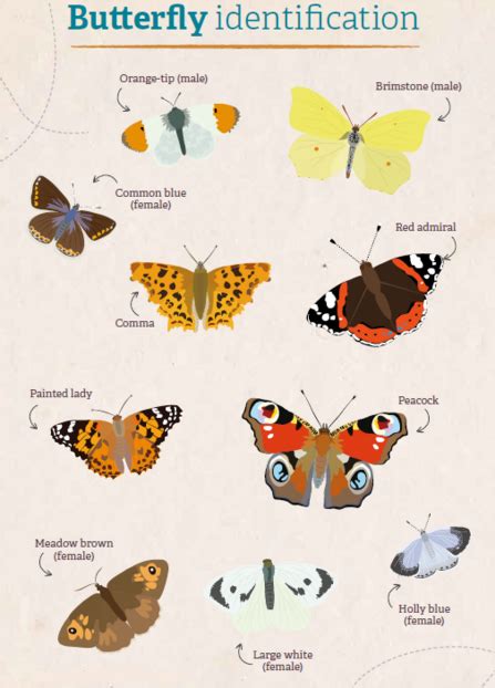 Brilliant Butterflies Wildlife Watch