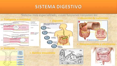 Blog De Evidencias De Fisiología Médica De Evelyn Roxana Generalidades