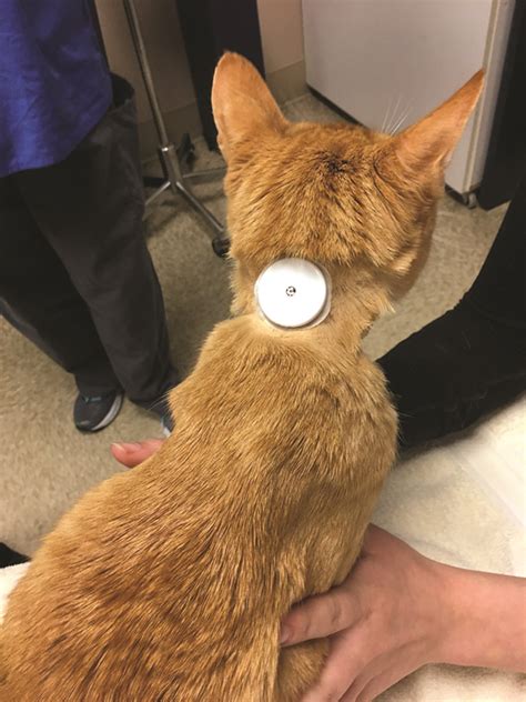 Male Neutered Cat Diabetes Cat Meme Stock Pictures And Photos