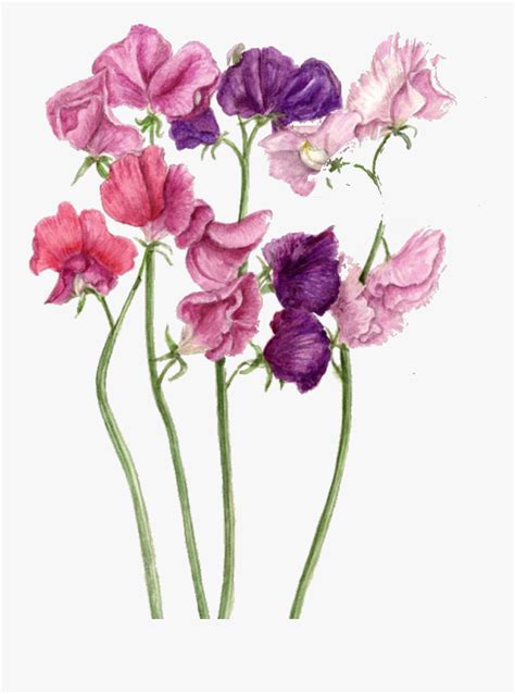 Ink Drawings Of Sweet Pea Sweet Pea Flower Drawing And Sketch Stock