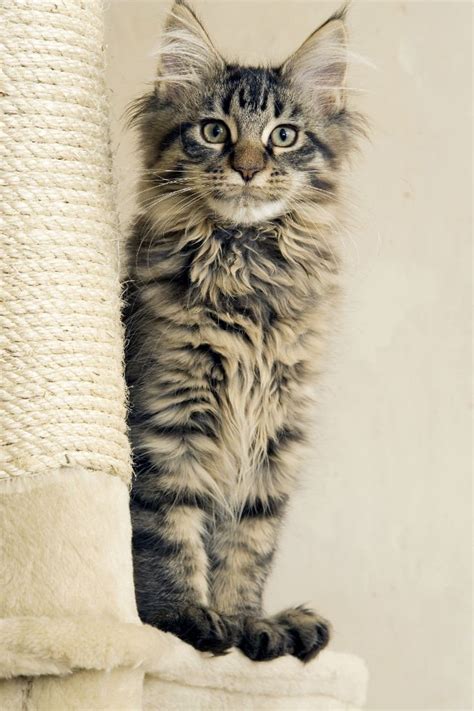 Maine Coon Cat Breed Information Pictures
