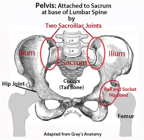Anatomy Of The Lower Back And Hip