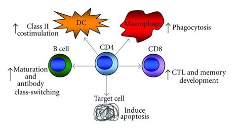 The Many Roles Of Cd4 T Cells In Promoting Antiviral Immunity Multiple
