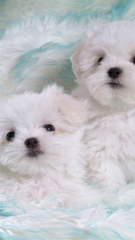 I've listed 45+ adorable free wallpapers that will help you feel joyful throughout the day when you look at your phone. iPhone 7 Wallpaper Cute Puppies Pictures | 2021 3D iPhone Wallpaper