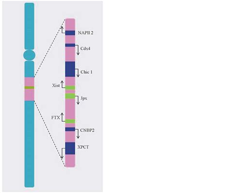 Revisiting The X Chromosome Inactivation And Its Impact On Female Longevity