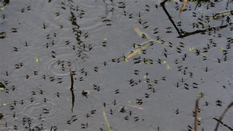 Massive Mosquito Outbreak Thanks To Florence Flooding Videos From The
