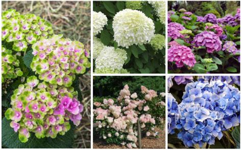 12 Different Varieties Of Hydrangea Garden Lovers Club