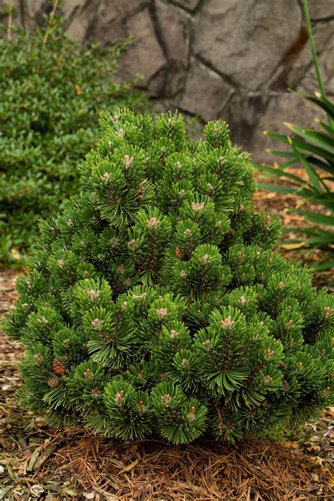 Sherwood Compact Mugo Pine Evergreen Landscape Evergreen Garden