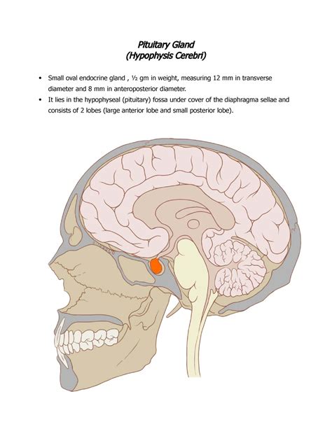 Anatomy Pituitary Gland Pituitary Gland Hypophysis Cerebri Small