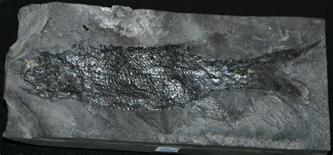 Rhabdolepis Macropterus Fossil Fish Lower Permian Germ Flickr