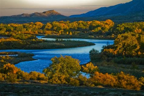 Cottonwood Trees In Fall Color Line The Banks Of A River Near Fruita