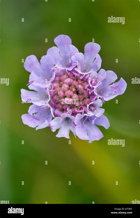 Small Scabious Scabiosa Columbaria Calcareous Grassland Flower Stock