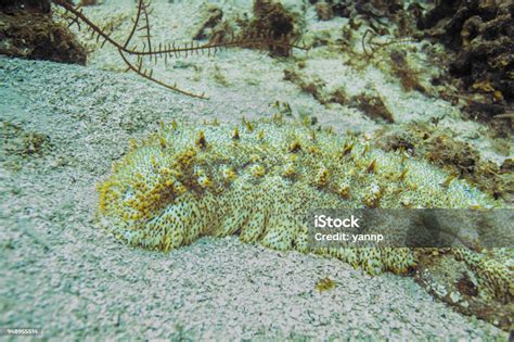 Furry Sea Cucumber Stock Photo Download Image Now Animal Animal