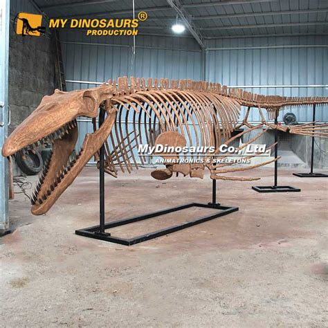 As 073 Large Monster Tylosaurus Skeleton For Sale My Dinosaurs