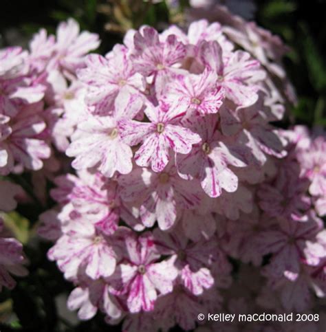 Plantfiles Pictures Glandularia Peruvian Mock Vervain Verbena