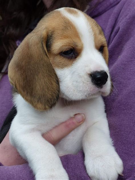 Beagle Puppies Price Uk Beagle Puppy